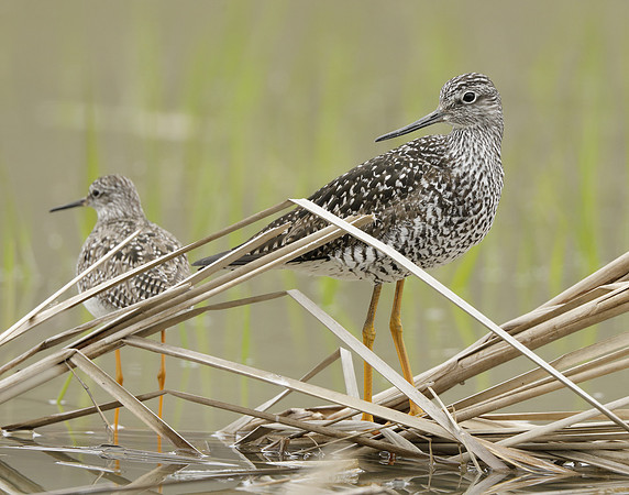 Greater Yellowlegs Tringa melanoleuca