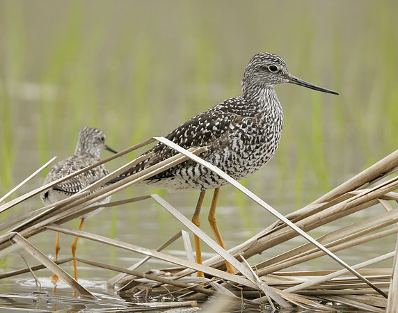 Greater Yellowlegs Tringa melanoleuca