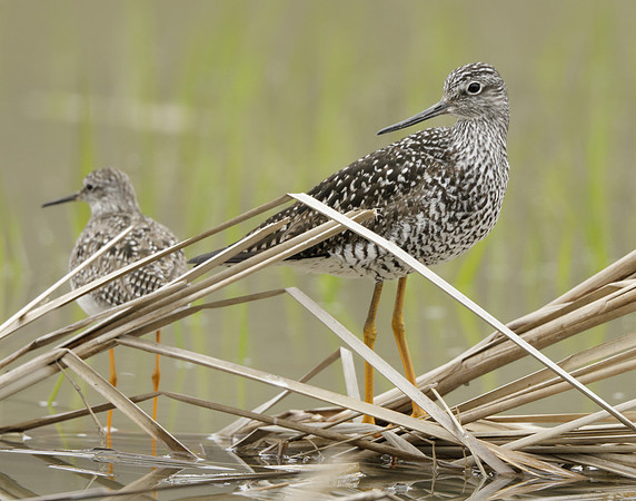 Greater Yellowlegs Tringa melanoleuca