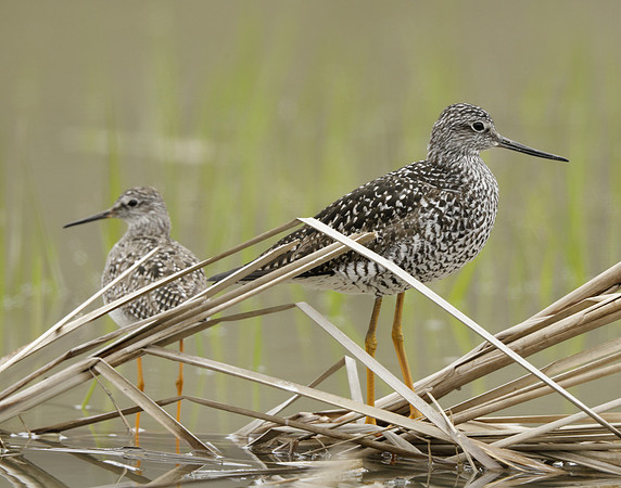 Greater Yellowlegs Tringa melanoleuca