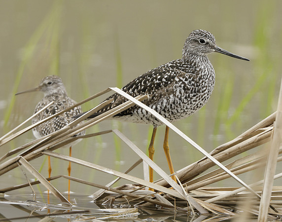 Greater Yellowlegs Tringa melanoleuca