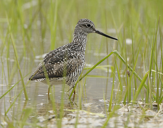 Greater Yellowlegs Tringa melanoleuca