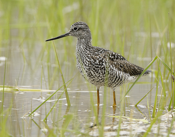 Greater Yellowlegs Tringa melanoleuca