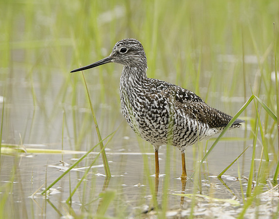 Greater Yellowlegs Tringa melanoleuca
