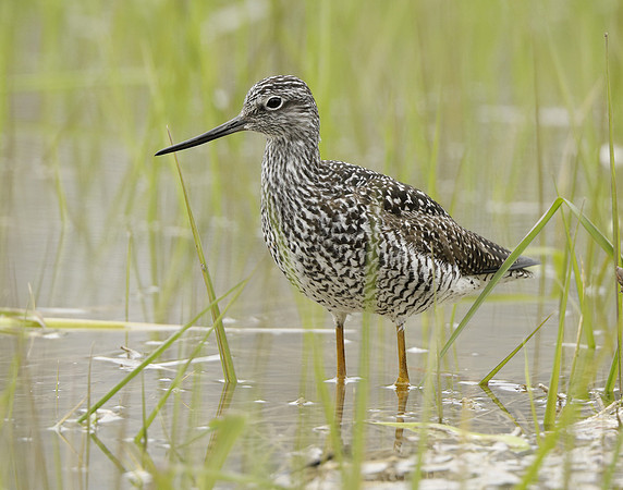 Greater Yellowlegs Tringa melanoleuca