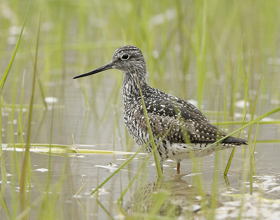 Greater Yellowlegs Tringa melanoleuca