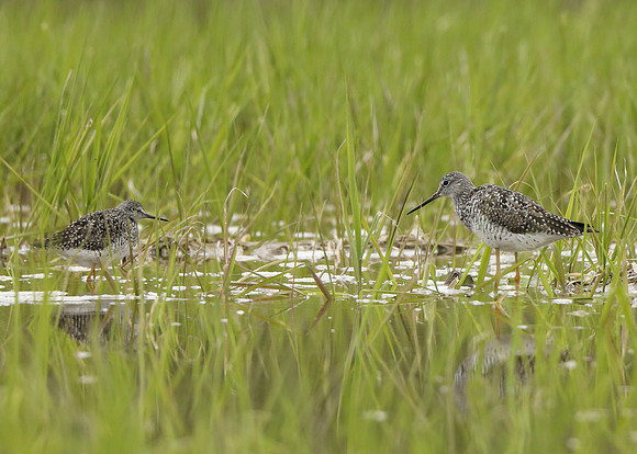 Greater Yellowlegs Tringa melanoleuca