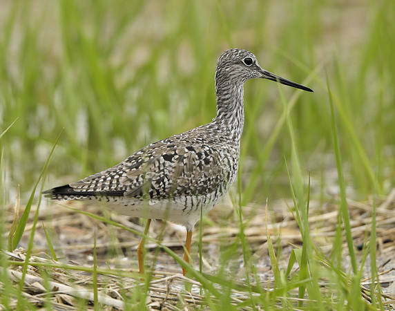 Greater Yellowlegs Tringa melanoleuca