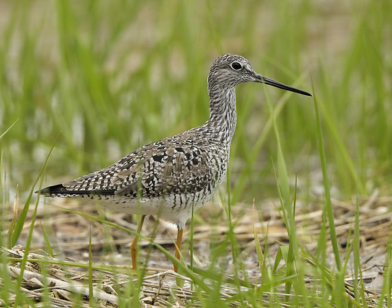 Greater Yellowlegs Tringa melanoleuca
