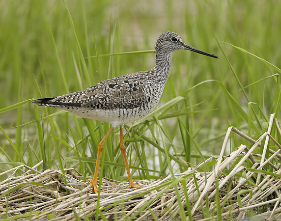 Greater Yellowlegs Tringa melanoleuca