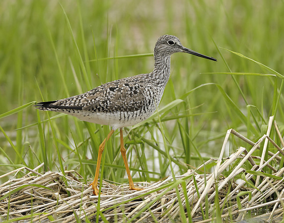 Greater Yellowlegs Tringa melanoleuca