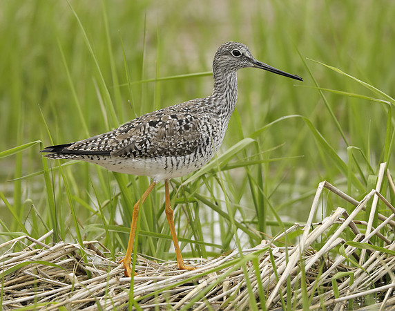 Greater Yellowlegs Tringa melanoleuca