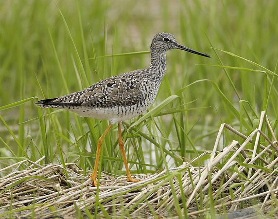 Greater Yellowlegs Tringa melanoleuca