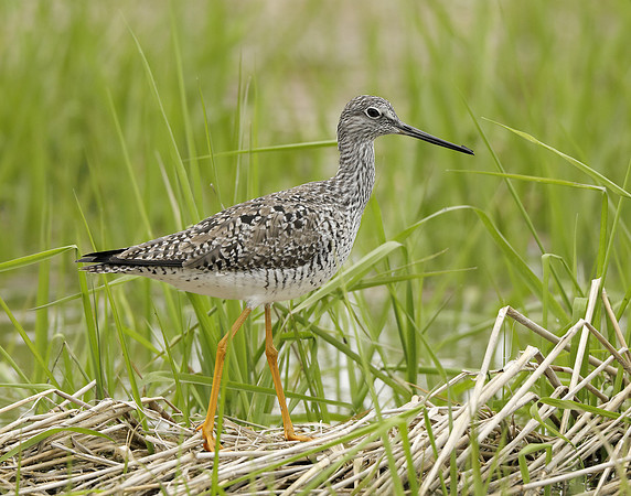 Greater Yellowlegs Tringa melanoleuca