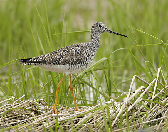 Greater Yellowlegs Tringa melanoleuca