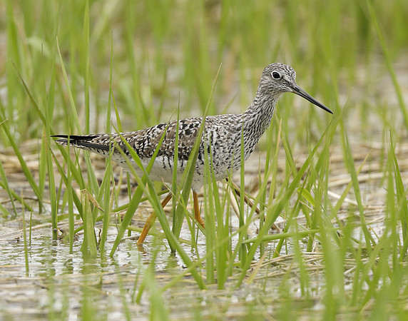 Greater Yellowlegs Tringa melanoleuca