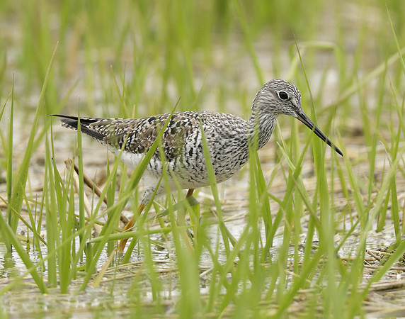 Greater Yellowlegs Tringa melanoleuca