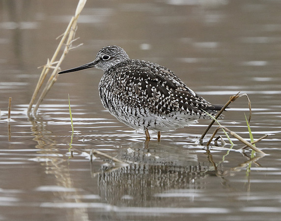 Greater Yellowlegs Tringa melanoleuca