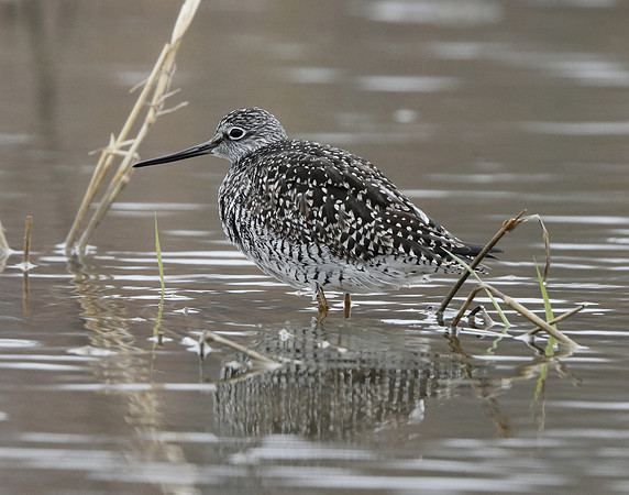 Greater Yellowlegs Tringa melanoleuca