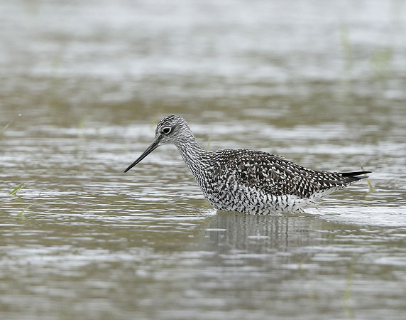 Greater Yellowlegs Tringa melanoleuca