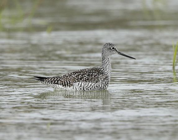 Greater Yellowlegs Tringa melanoleuca
