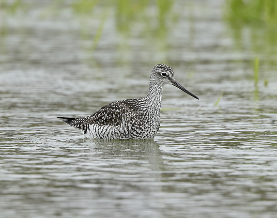 Greater Yellowlegs Tringa melanoleuca