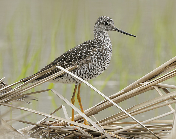 Greater Yellowlegs Tringa melanoleuca