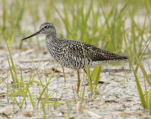 Greater Yellowlegs Tringa melanoleuca