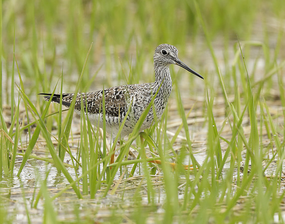 Greater Yellowlegs Tringa melanoleuca