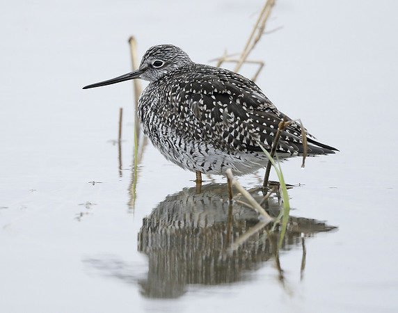 Greater Yellowlegs Tringa melanoleuca