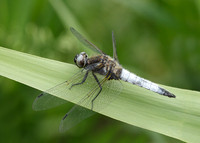 Scarce Chaser Libellula fulva