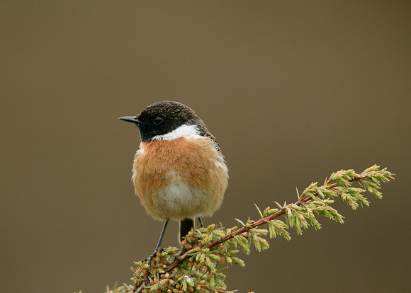 Stonechat Saxicola torquatus