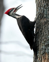 Pileated Woodpecker Dryocopus pileatus