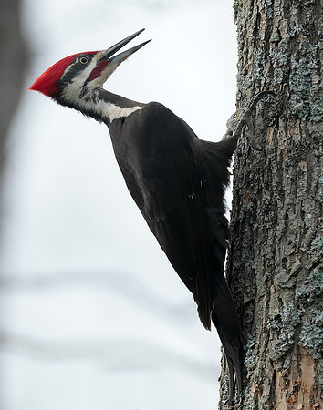 Pileated Woodpecker Dryocopus pileatus