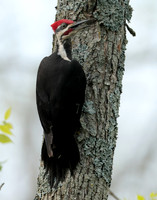 Pileated Woodpecker Dryocopus pileatus