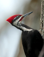 Pileated Woodpecker Dryocopus pileatus
