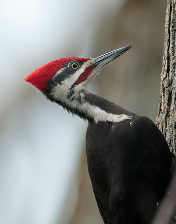 Pileated Woodpecker Dryocopus pileatus