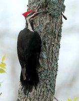 Pileated Woodpecker Dryocopus pileatus