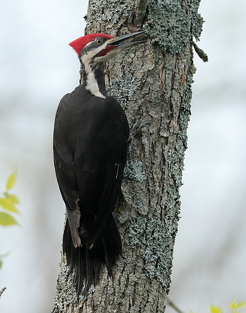 Pileated Woodpecker Dryocopus pileatus