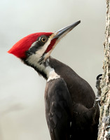 Pileated Woodpecker Dryocopus pileatus