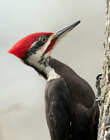 Pileated Woodpecker Dryocopus pileatus