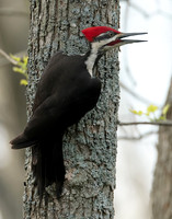 Pileated Woodpecker Dryocopus pileatus
