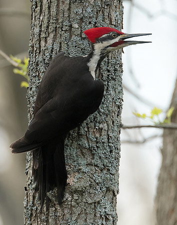 Pileated Woodpecker Dryocopus pileatus