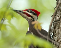 Pileated Woodpecker Dryocopus pileatus