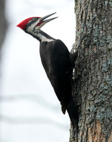 Pileated Woodpecker Dryocopus pileatus