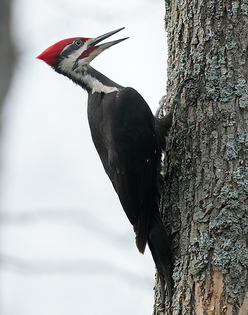 Pileated Woodpecker Dryocopus pileatus