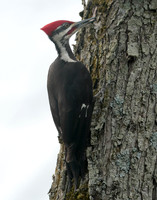 Pileated Woodpecker Dryocopus pileatus