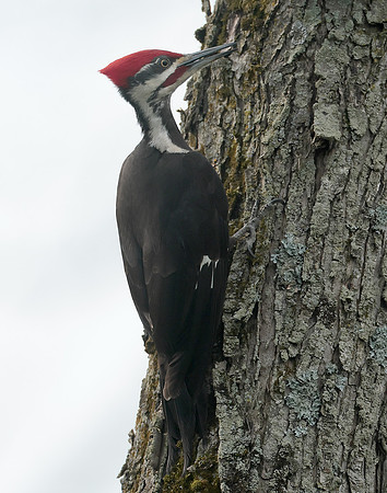 Pileated Woodpecker Dryocopus pileatus