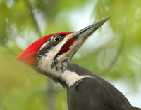 Pileated Woodpecker Dryocopus pileatus
