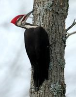Pileated Woodpecker Dryocopus pileatus